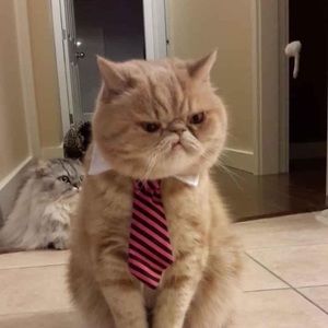 Meet your Posher, Trang